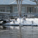 snow scenes 024 Swan at Boland